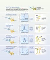Summation of postsynaptic potentials