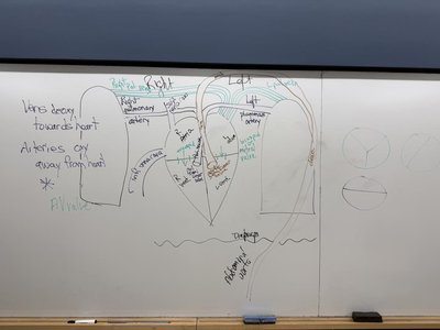 Diagram of heart chambers, valves, and conduction system