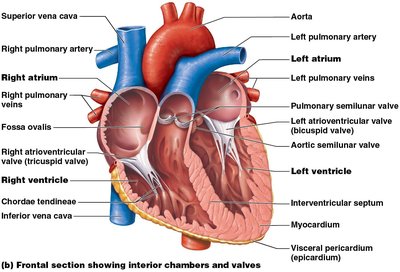 Muscular interventricular septum