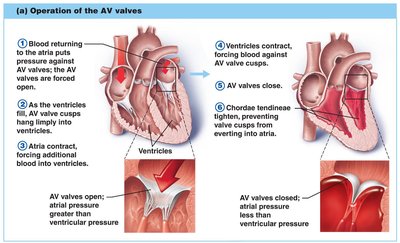 Operation of the AV valves: opening phase