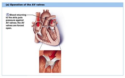 Operation of the AV valves: filling phase
