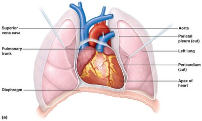 Location of the heart within the thorax