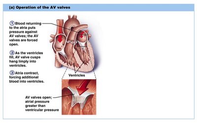 Operation of the AV valves: ventricular contraction