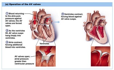 Operation of the AV valves: closure phase