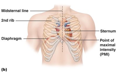 Surface anatomy of the heart in the thorax