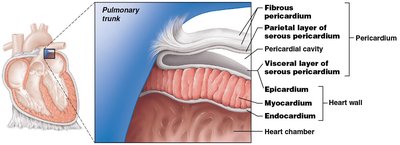 Heart wall and pericardial layers (alternate view)