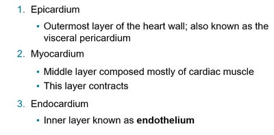 Heart wall layers: epicardium, myocardium, endocardium