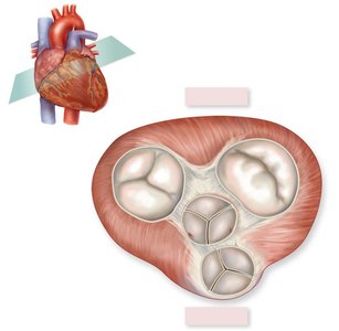 Fibrous skeleton and valves of the heart