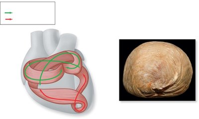 Contraction pattern of cardiac muscle bundles
