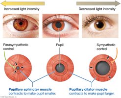Constriction and dilation of the pupil