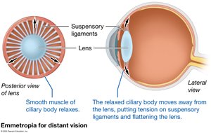 Emmetropia for distant vision