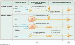 Comparison of general and special senses
