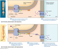 Transduction of light in a photoreceptor cell
