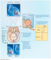 The Big Picture of Vision