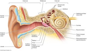 Regions of the ear