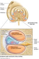 Structure of the cochlea