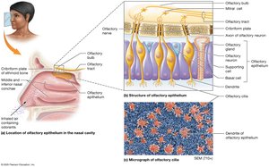 Olfactory epithelium and olfactory neurons