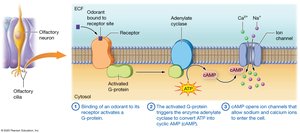 Transduction of olfaction in an olfactory neuron
