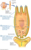 Transduction of salty and sour tastes in a gustatory cell