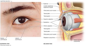 Accessory structures of the eye