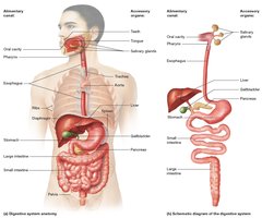 Overview of the digestive system, showing alimentary canal and accessory organs