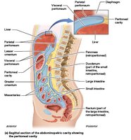Sagittal section of the abdominopelvic cavity showing the peritoneal cavity
