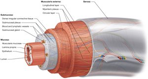 The basic tissue organization of most of the alimentary canal