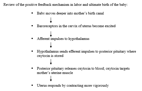 Positive feedback mechanism in labor