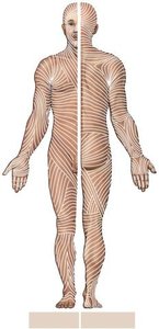Tension lines in the skin