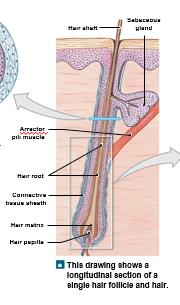 Longitudinal section of a hair follicle