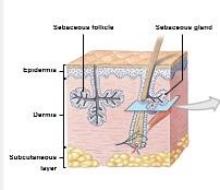 Sebaceous gland and follicle in the skin