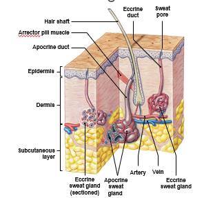 Eccrine and apocrine sweat glands in the skin