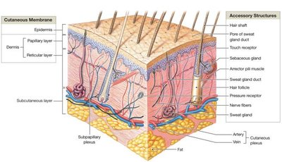 Diagram of skin layers and accessory structures