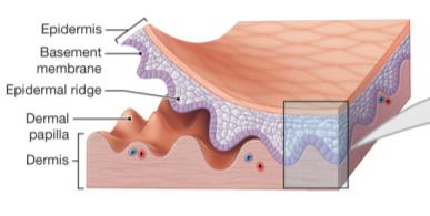 Epidermis and dermis interface with labeled structures