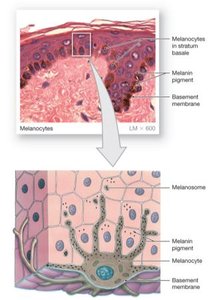 Melanocytes and melanin distribution in the epidermis