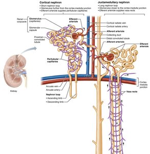 Cortical nephron structure