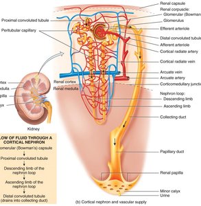 Juxtamedullary nephron structure