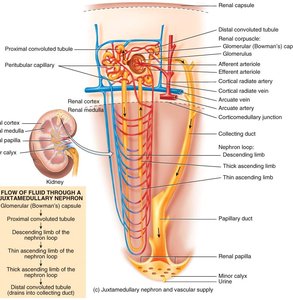 Juxtaglomerular apparatus structure and function