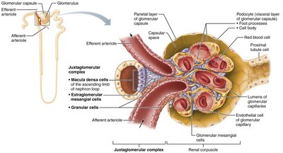 Overview of nephron functions: filtration, reabsorption, secretion