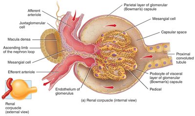 Filtration membrane and factors affecting filtration