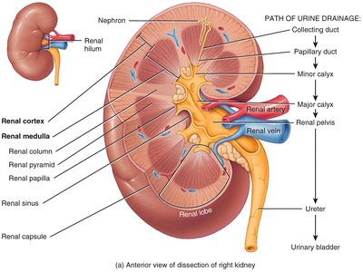 Path of urine drainage through the kidney