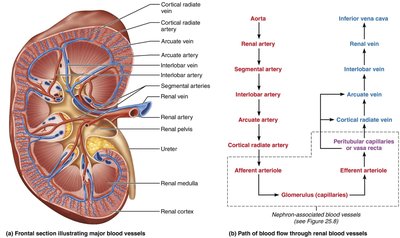 Renal blood flow pathway through the kidney