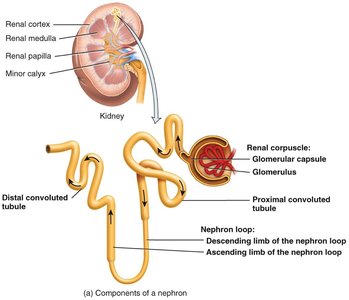 Diagram of nephron structure, showing renal corpuscle and tubules