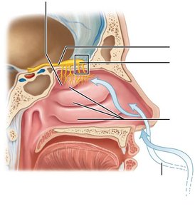 Diagram of the olfactory epithelium and airflow in the nasal cavity