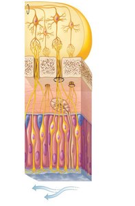 Detailed structure of the olfactory epithelium and olfactory bulb