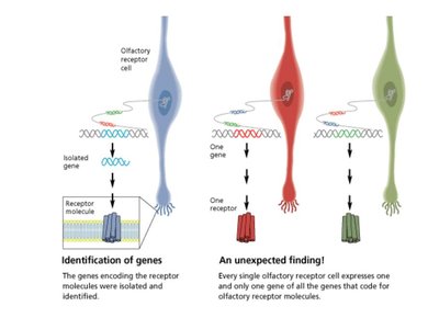 Specificity of olfactory receptors and gene expression