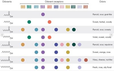 Combinatorial coding of odorants and receptors