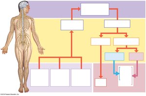 Diagram of the structural and functional divisions of the nervous system