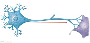 Diagram of a neuron showing its main parts