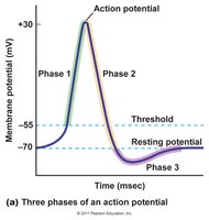 Labeled action potential graph showing phases and channel activity